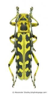 Attēlu rezultāti vaicājumam “Saperda scalaris”