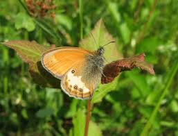 Attēlu rezultāti vaicājumam “Coenonympha arcania underside”