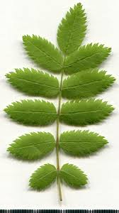 Attēlu rezultāti vaicājumam “Sorbus aucuparia leaf”