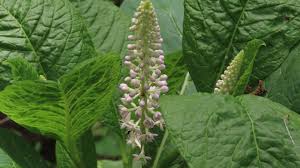 Attēlu rezultāti vaicājumam “Phytolacca acinosa”
