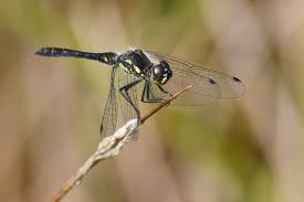 Attēlu rezultāti vaicājumam “Sympetrum danae”