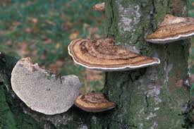 Attēlu rezultāti vaicājumam “Daedaleopsis confragosa”