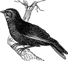 Attēlu rezultāti vaicājumam “Carduelis cannabina”