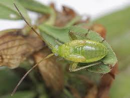Attēlu rezultāti vaicājumam “Adelphocoris lineolatus imago”