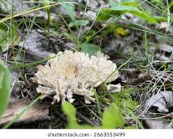 Attēlu rezultāti vaicājumam “Ramariopsis crocea”