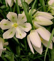 Attēlu rezultāti vaicājumam “Meleagris”