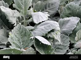 Image result for Cineraria maritima