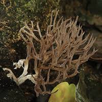 Attēlu rezultāti vaicājumam “Trechispora mollusca”