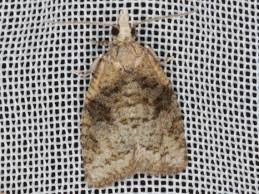 Attēlu rezultāti vaicājumam “Capua vulgana”