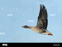 Attēlu rezultāti vaicājumam “Anser serrirostris”