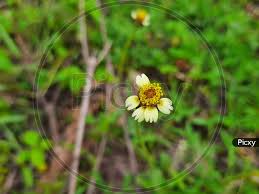 Attēlu rezultāti vaicājumam “Galinsoga quadriradiata flower”