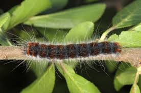 Attēlu rezultāti vaicājumam “Eriogaster lanestris”