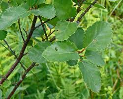 Attēlu rezultāti vaicājumam “Betula humilis leaf”