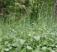 Image result for Alliaria petiolata