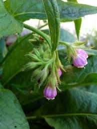 Attēlu rezultāti vaicājumam “Symphytum officinale bud”