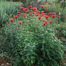 Image result for Monarda didyma