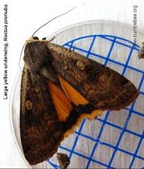 Attēlu rezultāti vaicājumam “Noctua fimbriata imago”