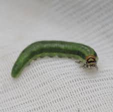 Attēlu rezultāti vaicājumam “Gilpinia”