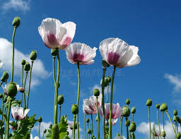 Attēlu rezultāti vaicājumam “Papaver argemone flower”