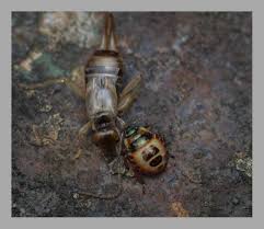 Attēlu rezultāti vaicājumam “Troilus luridus”