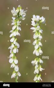 Attēlu rezultāti vaicājumam “Melilotus albus flower”