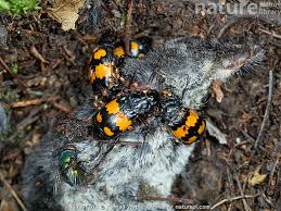 Attēlu rezultāti vaicājumam “Nicrophorus vespillo”