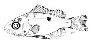 Image result for Lutjanus mahogoni