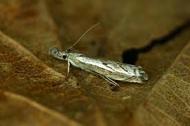 Attēlu rezultāti vaicājumam “Platytes alpinella”