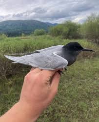 Attēlu rezultāti vaicājumam “Chlidonias niger”
