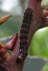 Attēlu rezultāti vaicājumam “Orthosia larvae”