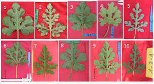 Attēlu rezultāti vaicājumam “Citrullus lanatus leaf”
