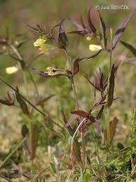 Attēlu rezultāti vaicājumam “Melampyrum pratense”