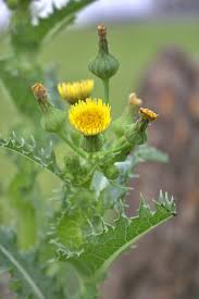 Attēlu rezultāti vaicājumam “Sonchus asper flower”