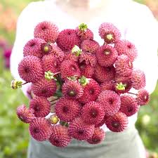 Image result for Dahlia x pinnata `Pompon Lilliput`