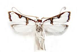 Attēlu rezultāti vaicājumam “Depressariidae”