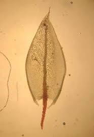 Attēlu rezultāti vaicājumam “Bryum pseudotriquetrum”