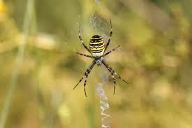 Attēlu rezultāti vaicājumam “Argiope bruennichi female”