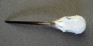 Attēlu rezultāti vaicājumam “Upupa epops”