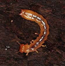 Attēlu rezultāti vaicājumam “Pyrochroidae larva”