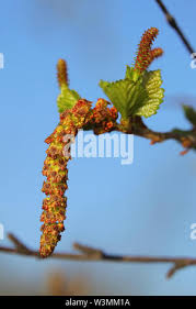 Attēlu rezultāti vaicājumam “Betula pubescens flower”