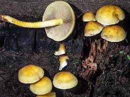 Attēlu rezultāti vaicājumam “Hypholoma sp.”