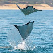 Image result for Mobula munkiana