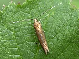 Attēlu rezultāti vaicājumam “Roeslerstammia erxlebella”