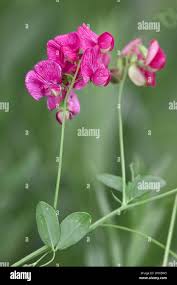 Attēlu rezultāti vaicājumam “Lathyrus tuberosus flower”