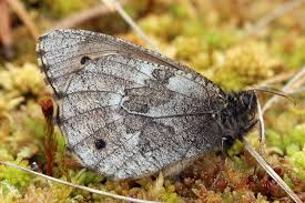 Attēlu rezultāti vaicājumam “Oeneis jutta”