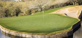 Attēlu rezultāti vaicājumam “Poa trivialis”