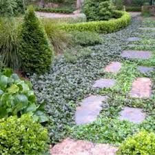 Attēlu rezultāti vaicājumam “Ajuga reptans bud”