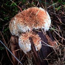 Attēlu rezultāti vaicājumam “Postia ptychogaster”