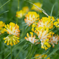 Image result for Anthyllis vulneraria