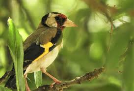 Attēlu rezultāti vaicājumam “Carduelis carduelis”